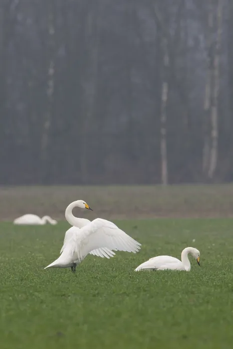 Framed Print : Whooper Swans (Cygnus cygnus), Emsland Framed Print : Whooper Swans (Cygnus cygnus), Emsland
