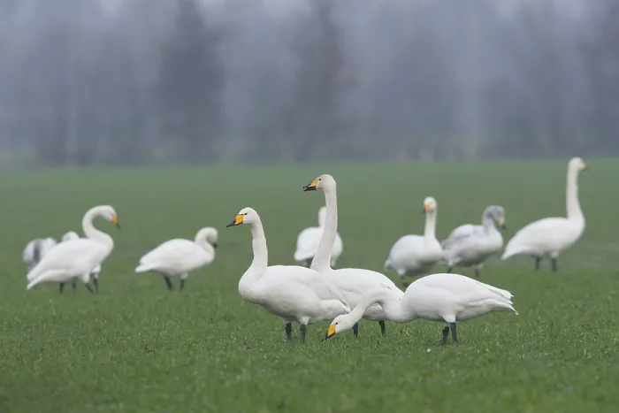 Framed Print : Whooper Swans (Cygnus cygnus), Emsland