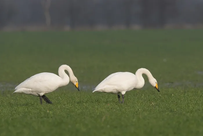 Framed Print : Whooper Swans (Cygnus cygnus), Emsland Framed Print : Whooper Swans (Cygnus cygnus), Emsland
