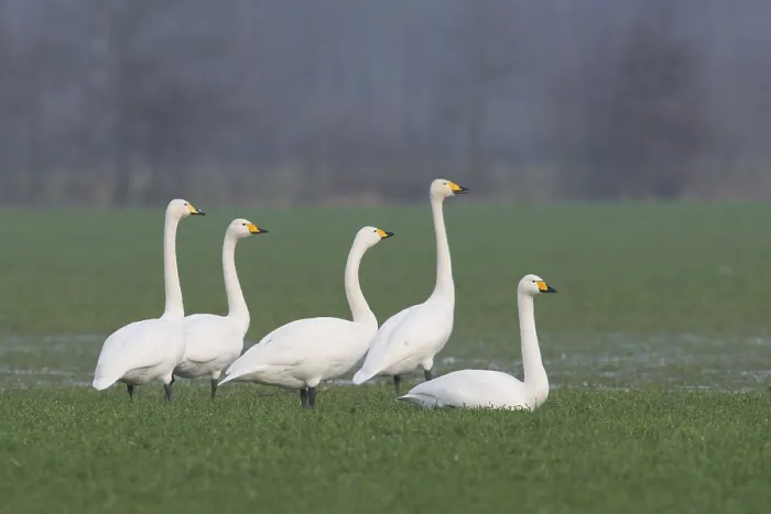 Framed Print : Whooper Swans (Cygnus cygnus), Emsland