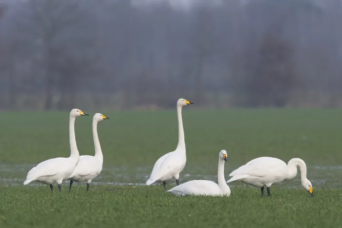 Framed Print : Whooper Swans (Cygnus cygnus), Emsland