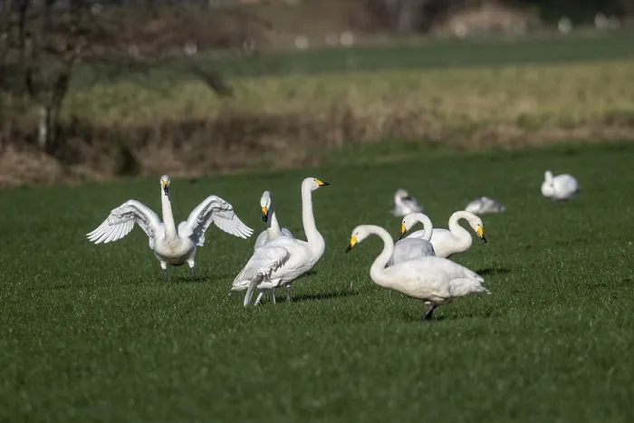 Framed Print : Whooper swans (Cygnus cygnus), Emsland
