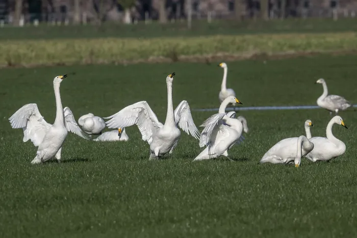 Framed Print : Whooper swans (Cygnus cygnus), Emsland