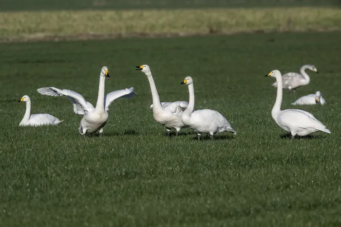 Framed Print : Whooper swans (Cygnus cygnus), Emsland Framed Print : Whooper swans (Cygnus cygnus), Emsland
