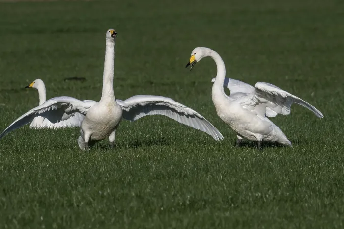 Framed Print : Whooper swans (Cygnus cygnus), Emsland