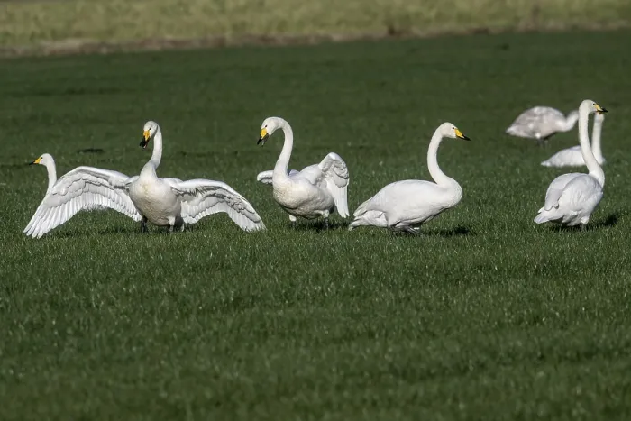 Framed Print : Whooper swans (Cygnus cygnus), Emsland