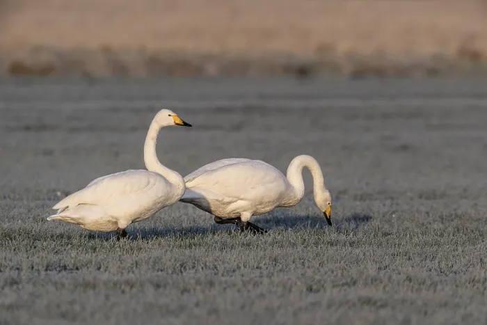 Framed Print : Whooper swans (Cygnus cygnus), Emsland