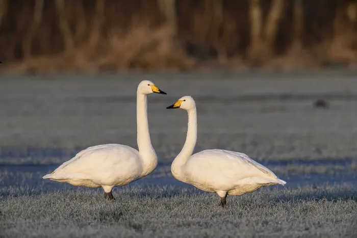 Framed Print : Whooper swans (Cygnus cygnus), Emsland