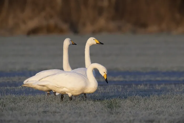 Framed Print : Whooper swans (Cygnus cygnus), Emsland
