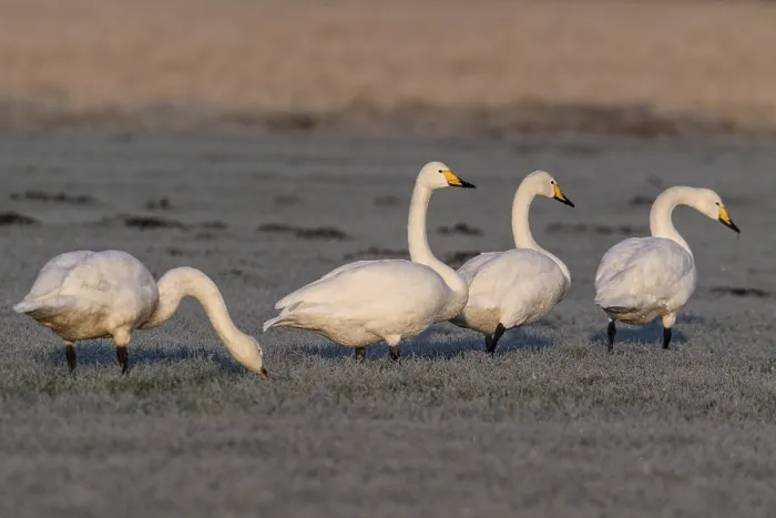 Framed Print : Whooper swans (Cygnus cygnus), Emsland Framed Print : Whooper swans (Cygnus cygnus), Emsland