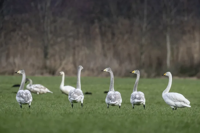 Framed Print : Whooper swans (Cygnus cygnus), Emsland