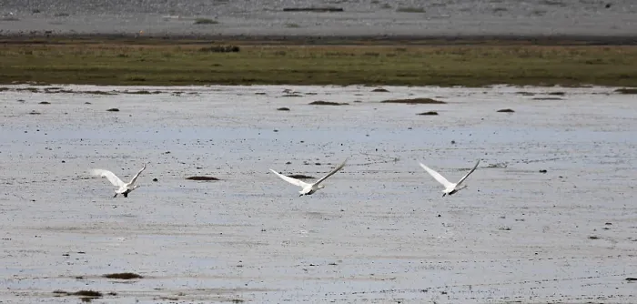 Framed Print : Whooper Swans (Cygnus cygnus) in flight