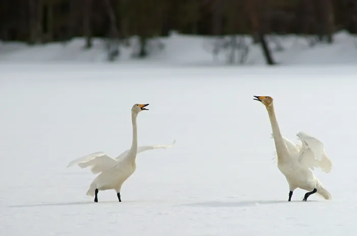 Framed Print : Whooper Swans (Cygnus Cygnus), Kuusamo, Finland