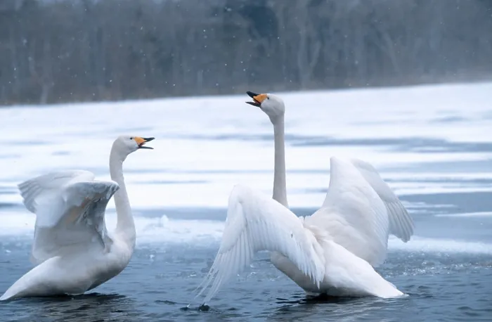 Framed Print : Whooper Swans (Cygnus cygnus), pair