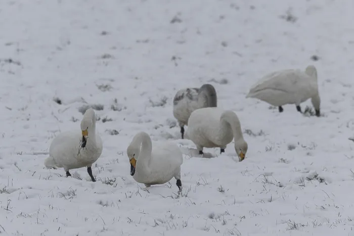 Framed Print : Whooper swans (Cygnus cygnus) in the snow