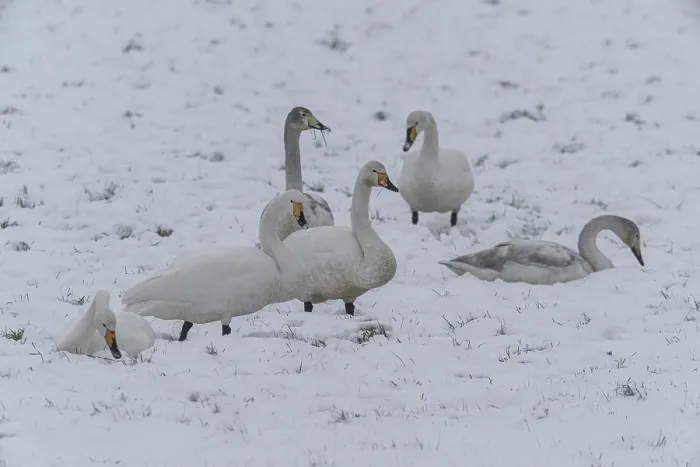 Framed Print : Whooper swans (Cygnus cygnus) in the snow