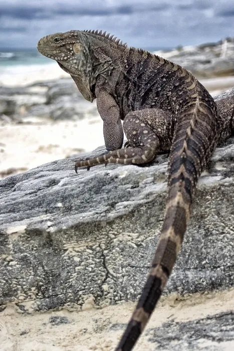Framed Print : Whorled-tailed Iguana, Cayo Largo Cuba