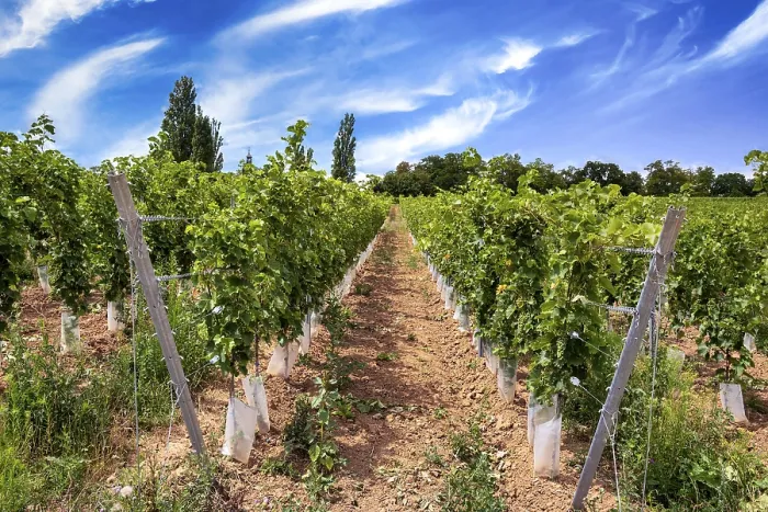 Framed Print : Wickerer vineyards at the Florsheimer Warte