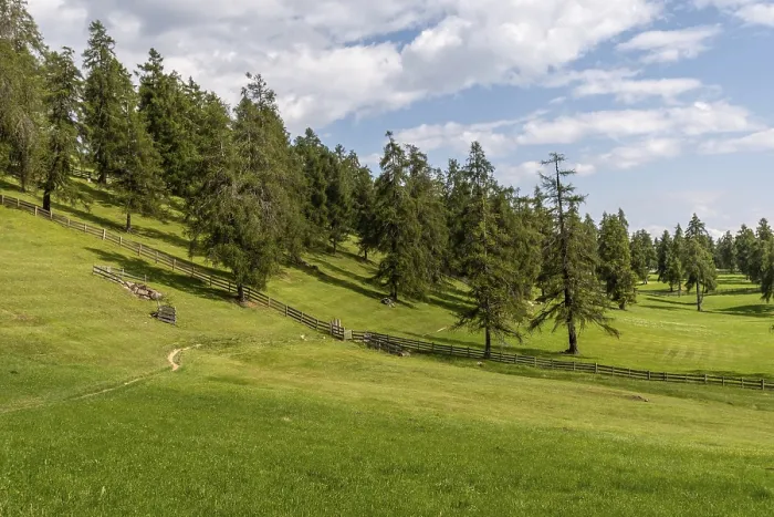 Framed Print : Wide alpine meadows with larch forest and fences on the Salten