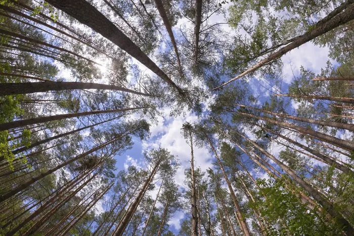 Framed Print : Wide angle view of pine forest with blue sky Framed Print : Wide angle view of pine forest with blue sky
