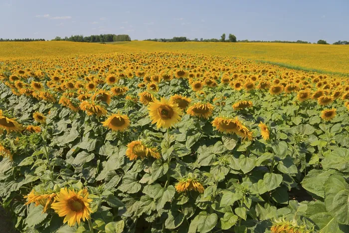 Framed Print : Wide field of sunflowers under a clear Framed Print : Wide field of sunflowers under a clear
