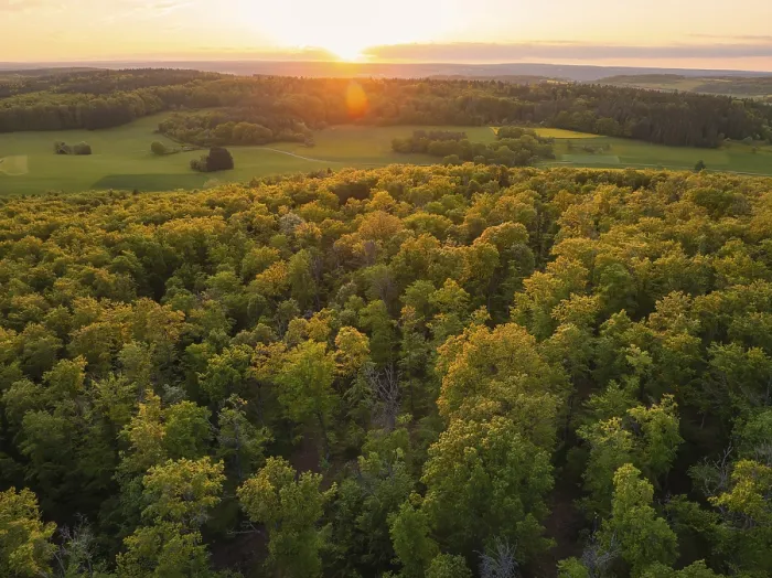 Framed Print : A wide forest area at sunset, the trees glow in autumnal colours