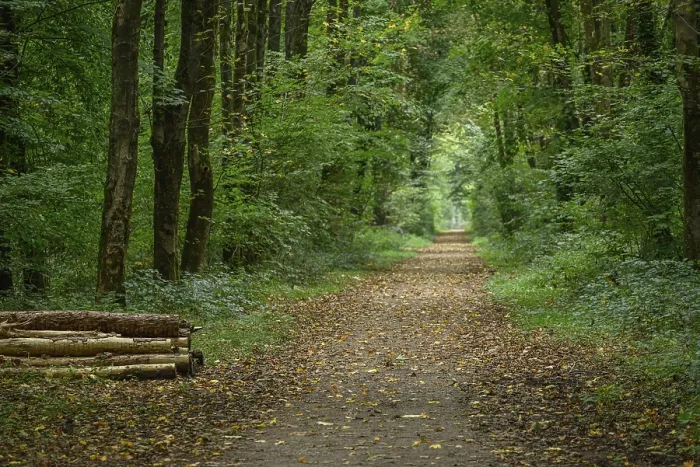Framed Print : A wide forest path, lined with tall trees