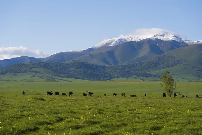 Framed Print : Wide green pasture with grazing cattle in front of snow-covered mountains Framed Print : Wide green pasture with grazing cattle in front of snow-covered mountains