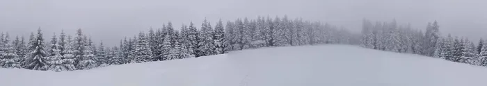 Framed Print : Wide panorama of a dense snow-covered coniferous forest in a foggy winter backdrop