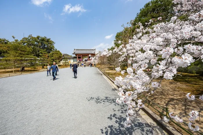 Framed Print : Wide path with blooming cherry tree Framed Print : Wide path with blooming cherry tree