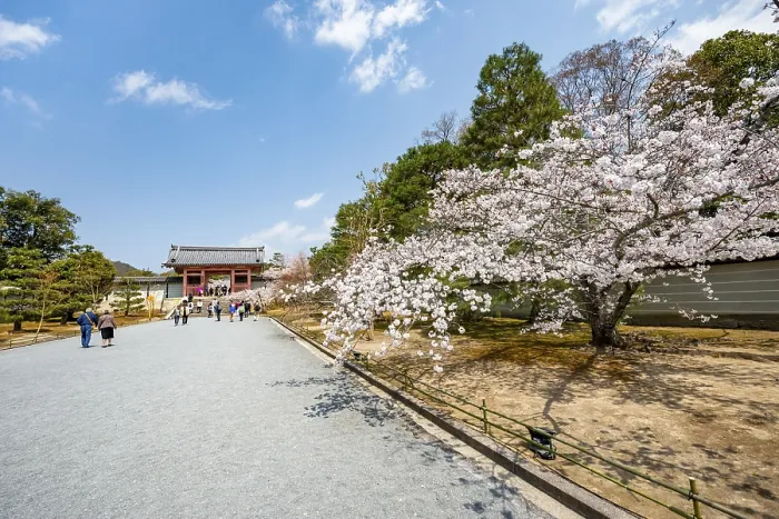 Framed Print : Wide path with blooming cherry tree Framed Print : Wide path with blooming cherry tree