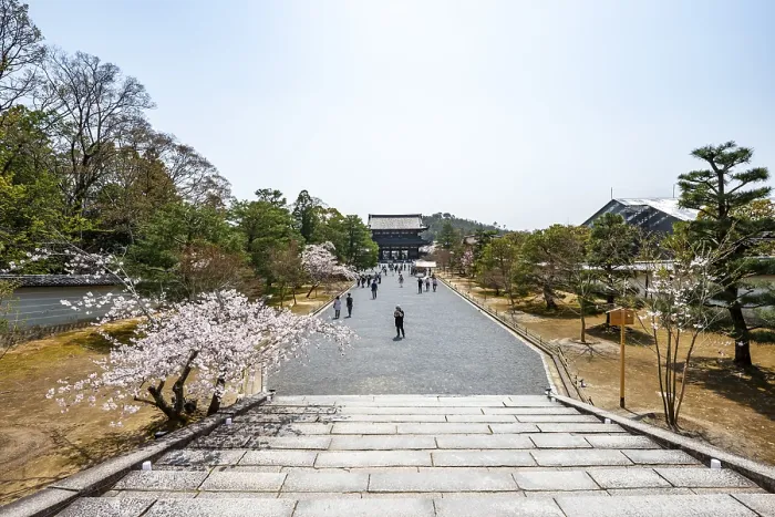Framed Print : Wide path with blooming cherry trees Framed Print : Wide path with blooming cherry trees