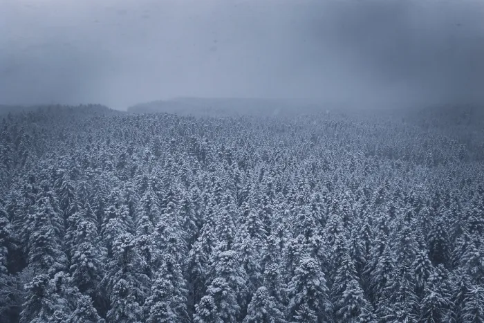 Framed Print : Wide, snowy forest landscape under a dark sky Framed Print : Wide, snowy forest landscape under a dark sky