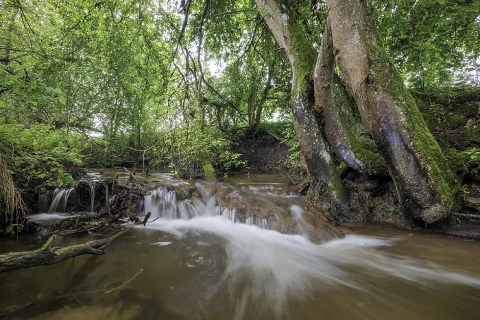 Framed Print : A wide stream flows through a lush forest with large Framed Print : A wide stream flows through a lush forest with large