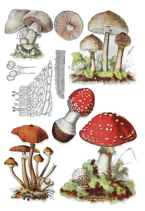 Framed Print : Wiesen-Champignon also Feldegerling or Wiesenegerling