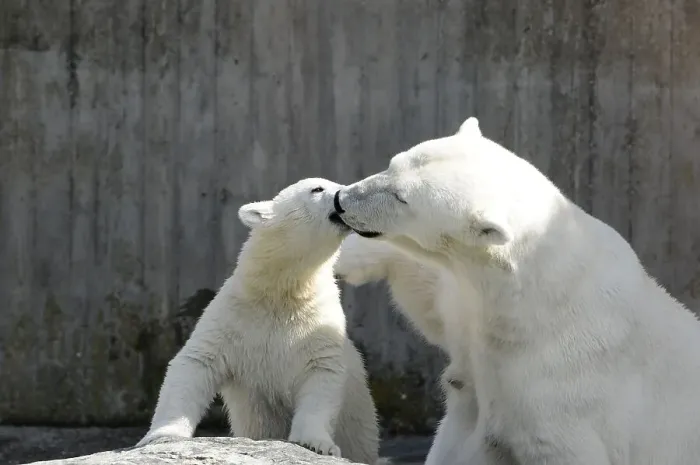 Framed Print : Wilbaer, young Polar Bear (Ursus maritimus) with his mother Corinna