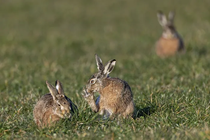 Framed Print : The wild activity of the brown hare (Lepus europaeus)