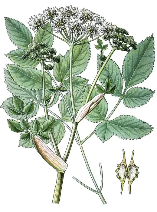 Framed Print : Wild angelica (Angelica sylvestris) Framed Print : Wild angelica (Angelica sylvestris)