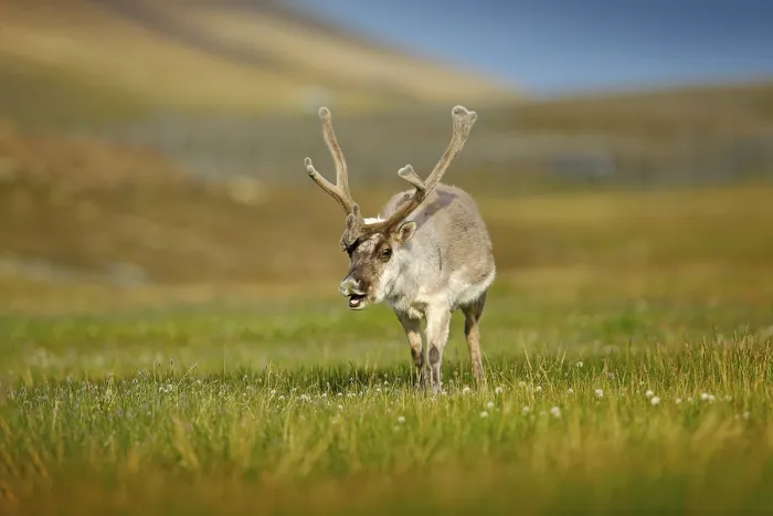 Framed Print : Wild animal from Norway. Reindeer