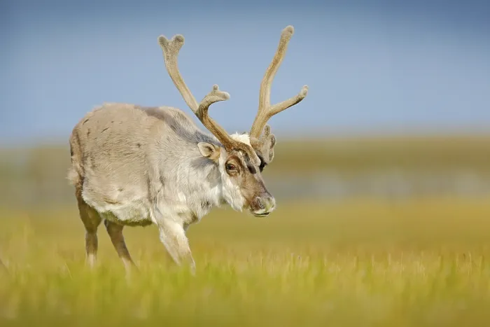 Framed Print : Wild animal from Norway. Reindeer