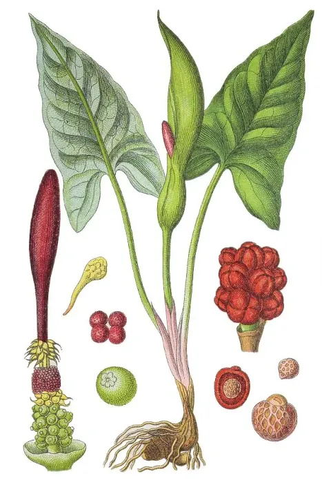 Framed Print : Wild arum (Arum maculatum), a medicinal plant