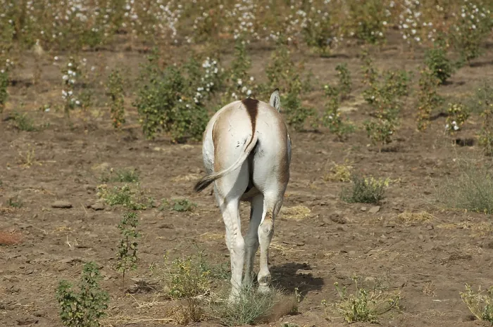 Framed Print : Wild Ass Equus Hemionus Pallas in cotton field
