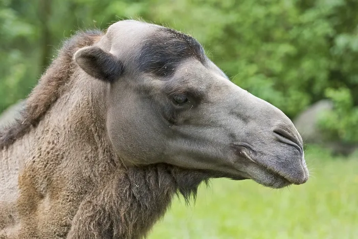 Framed Print : Wild Bactrian camel (Camelus ferus) Framed Print : Wild Bactrian camel (Camelus ferus)
