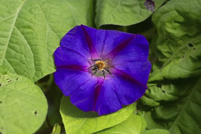 Framed Print : Wild bee on funnel bindweed (Ipomoea purpurea) flower Framed Print : Wild bee on funnel bindweed (Ipomoea purpurea) flower