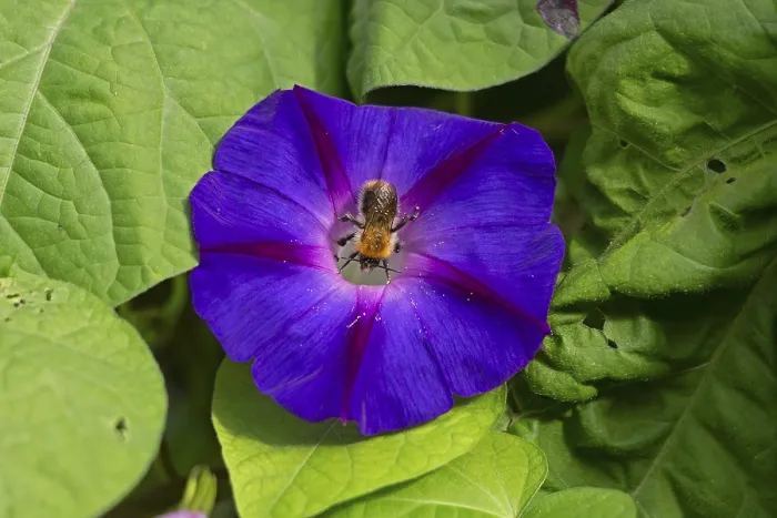 Framed Print : Wild bee on funnel bindweed (Ipomoea purpurea) flower