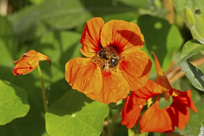 Framed Print : Wild bee on nasturtium (Tropaeolum) flowers Framed Print : Wild bee on nasturtium (Tropaeolum) flowers