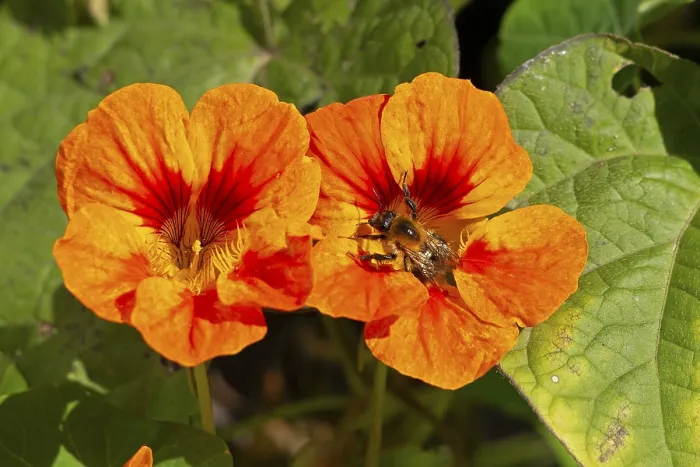 Framed Print : Wild bee on nasturtium (Tropaeolum) flowers Framed Print : Wild bee on nasturtium (Tropaeolum) flowers
