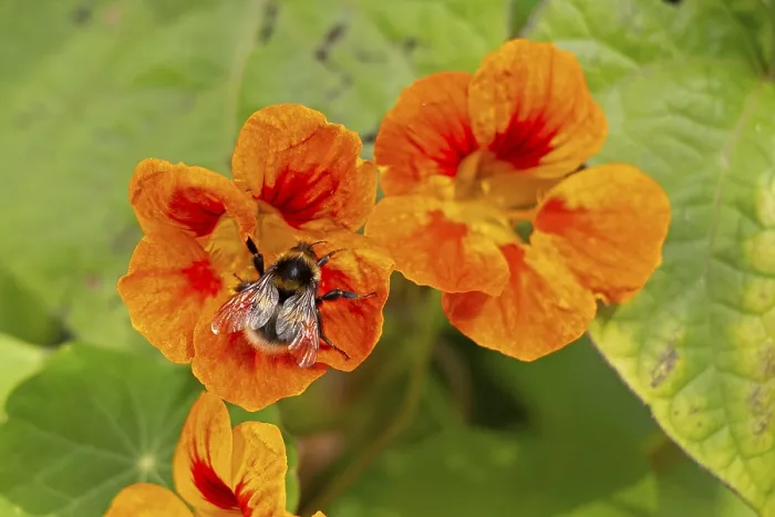 Framed Print : Wild bee on nasturtium (Tropaeolum) flowers Framed Print : Wild bee on nasturtium (Tropaeolum) flowers
