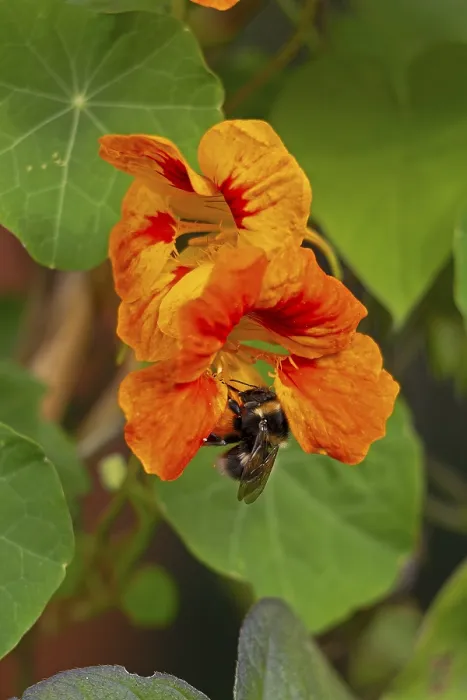 Framed Print : Wild bee on nasturtium (Tropaeolum) flowers