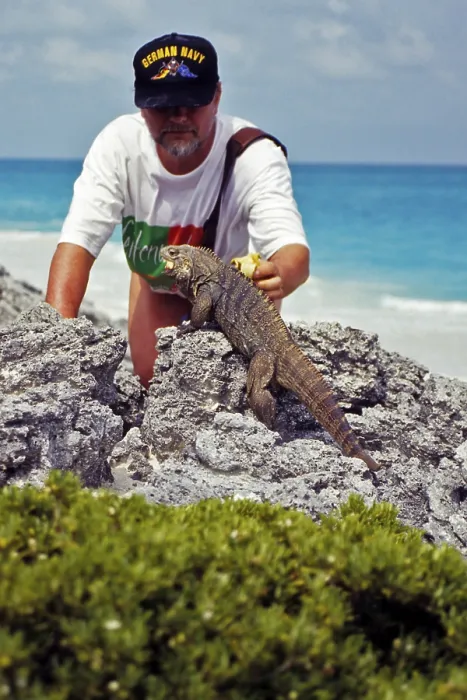 Framed Print : Wild belted-tailed iguana lets itself be fed with banana
